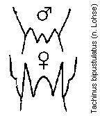 tachinus_bipustulatus_tergit.gif