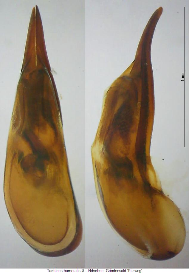 tachinus_humeralis.jpg