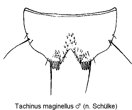 tachinus_marginellus_ster.gif