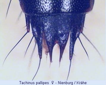 tachinus_pallipes_hlb.jpg