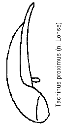tachinus_proximus.gif