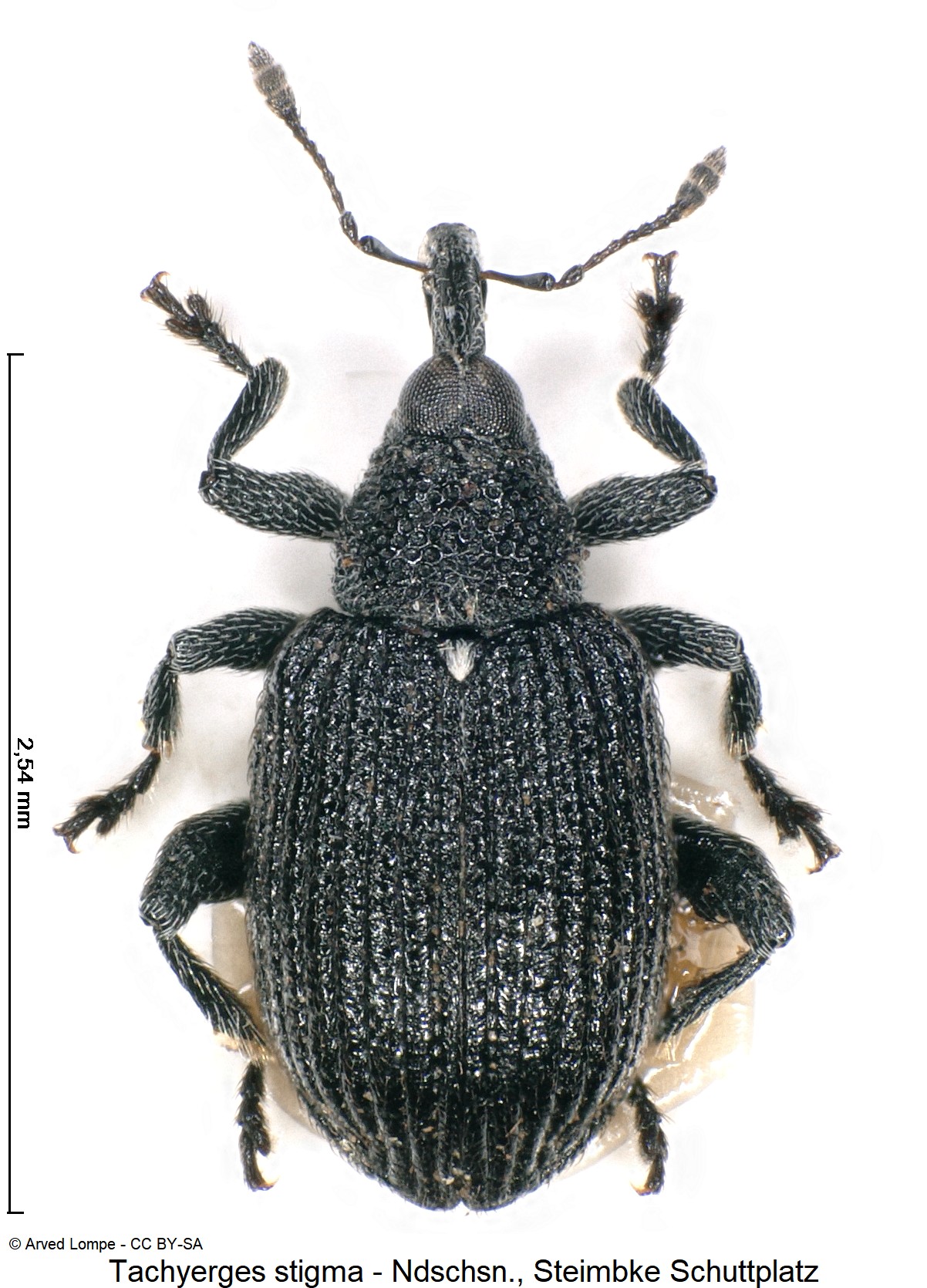 tachyerges_stigma_ck33142729_hab.jpg