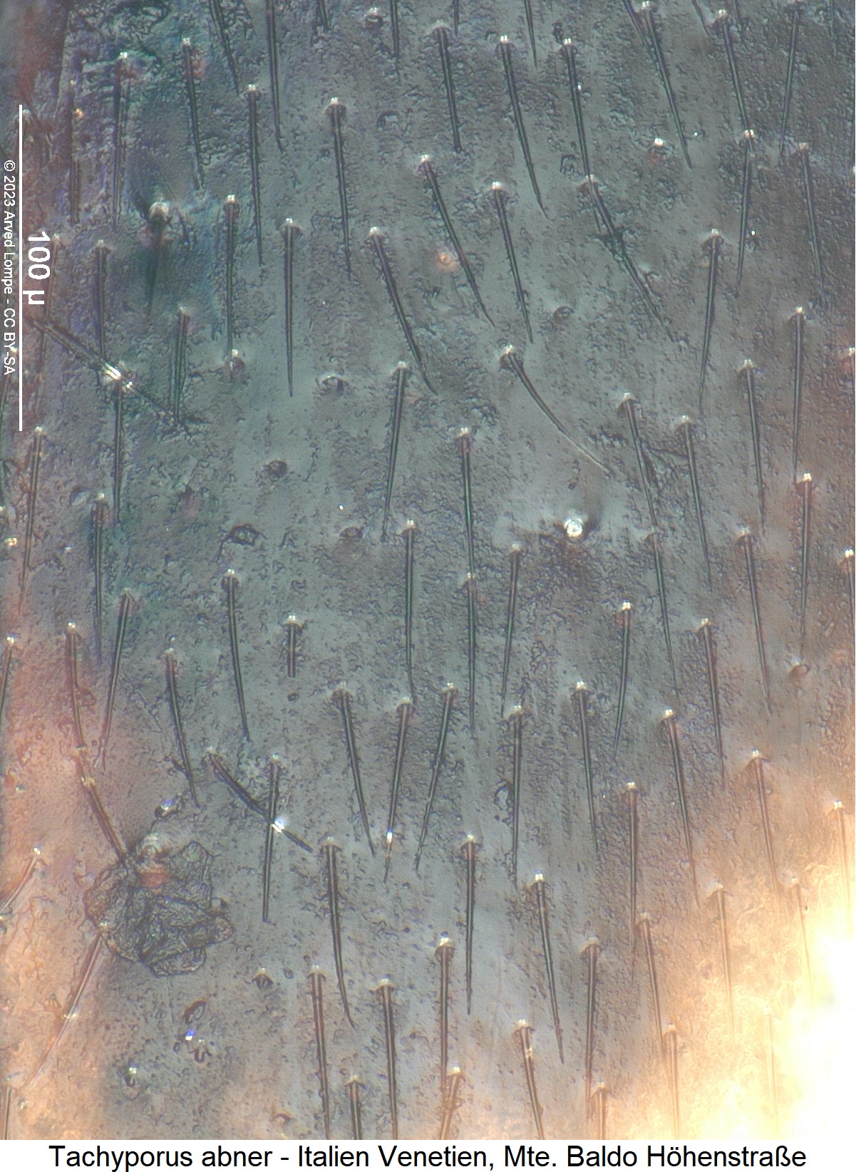 tachyporus_abner_ms.jpg