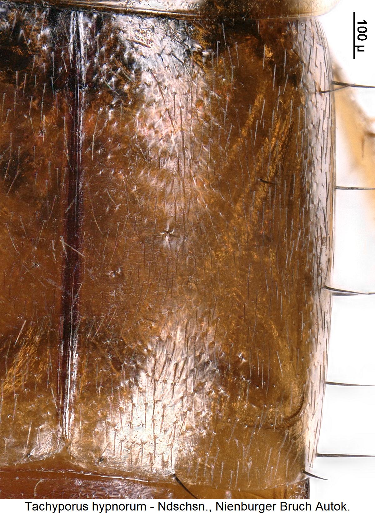 tachyporus_hypnorum_fld.jpg