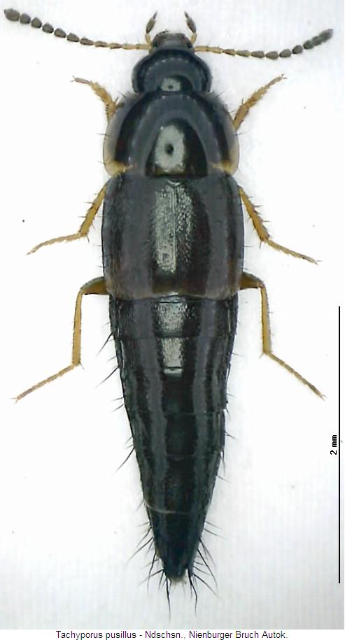 tachyporus_pusillus_hab.jpg