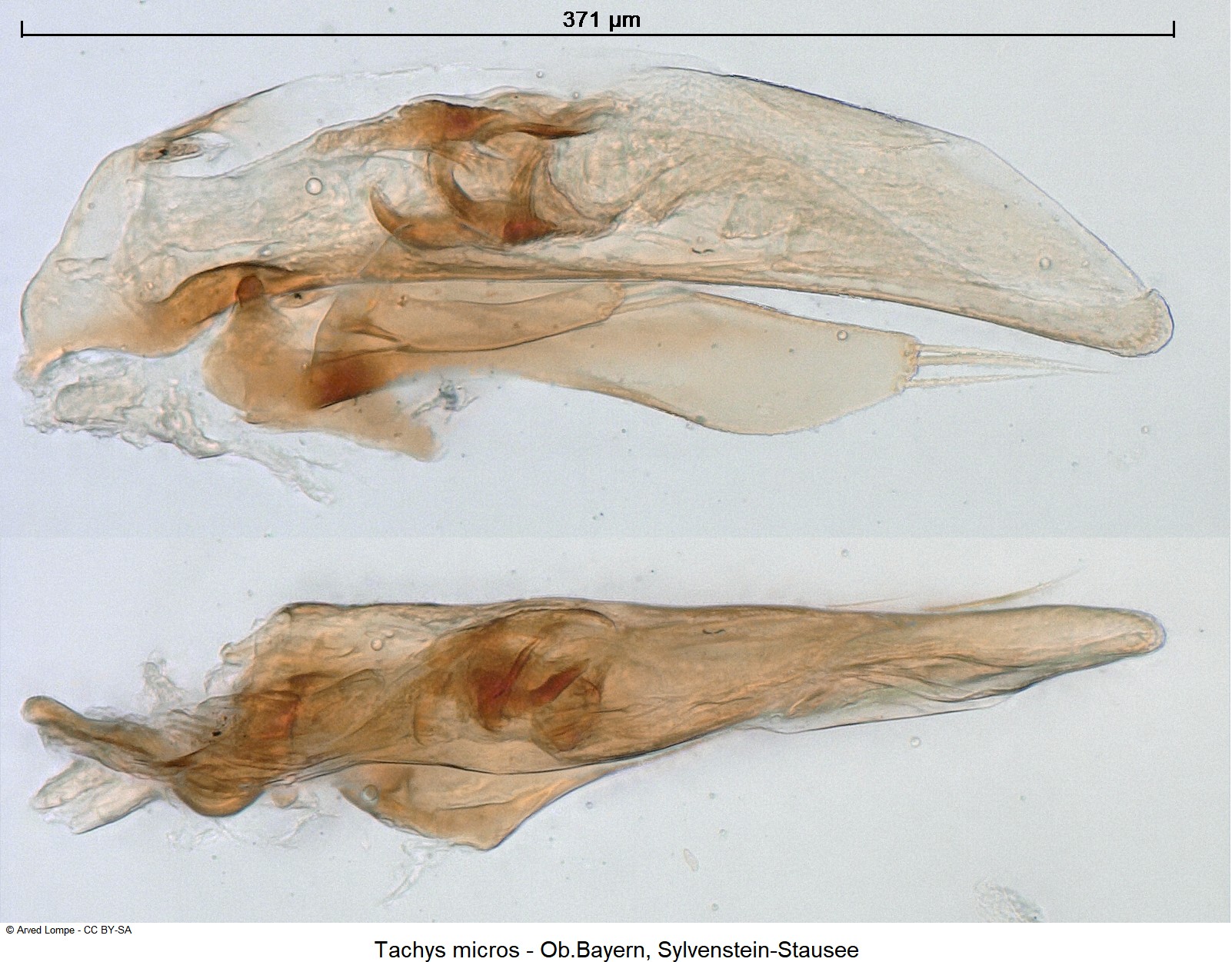 tachys_micros_ck614.jpg