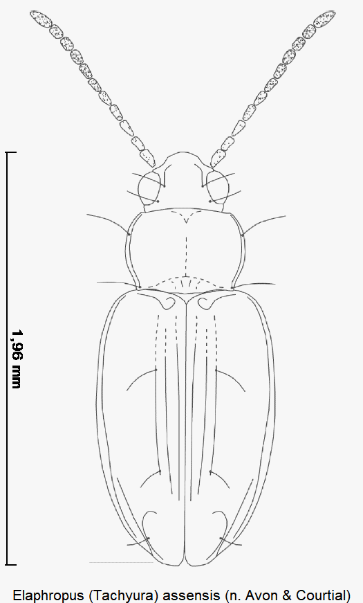 tachyura_assensis_hab.gif