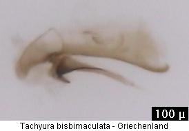 tachyura_bisbimaculata.jpg