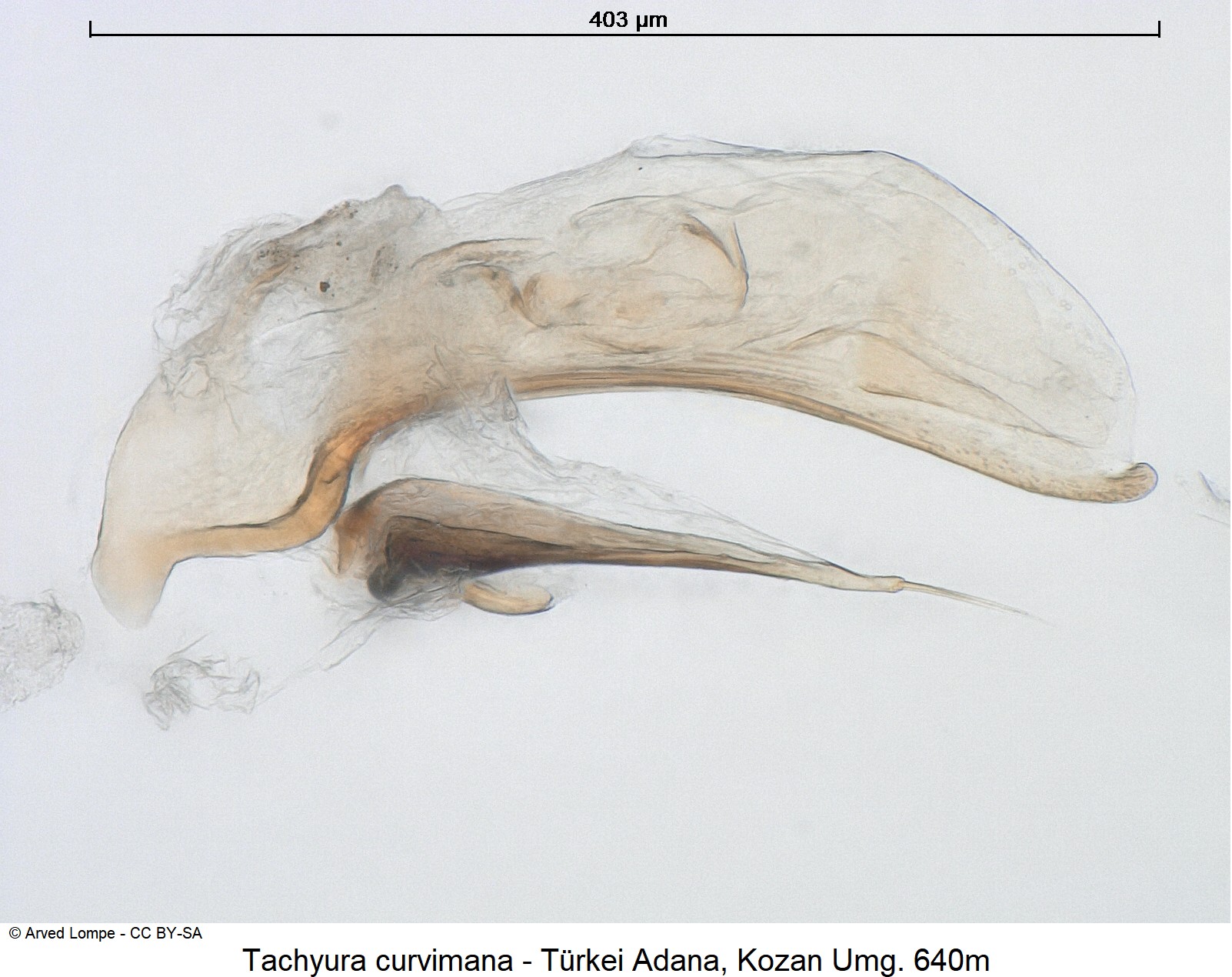 tachyura_curvimana_ck19122.jpg