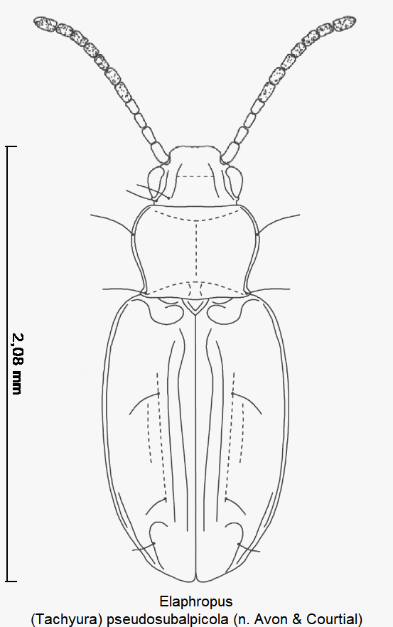 tachyura_pseudosubalpicola_hab.gif