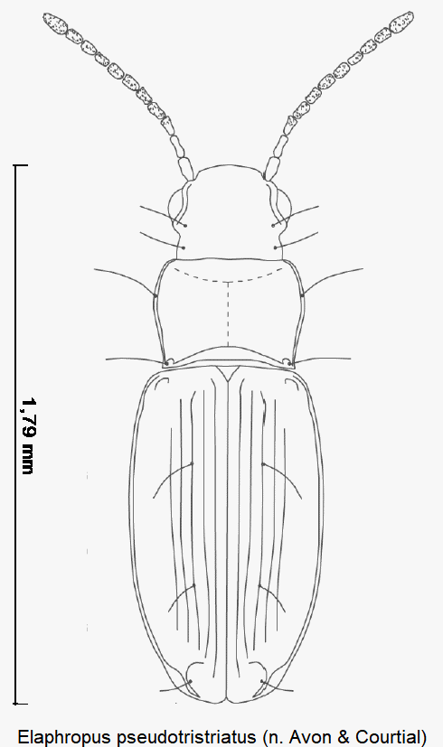 tachyura_pseudotristriata_hab.gif