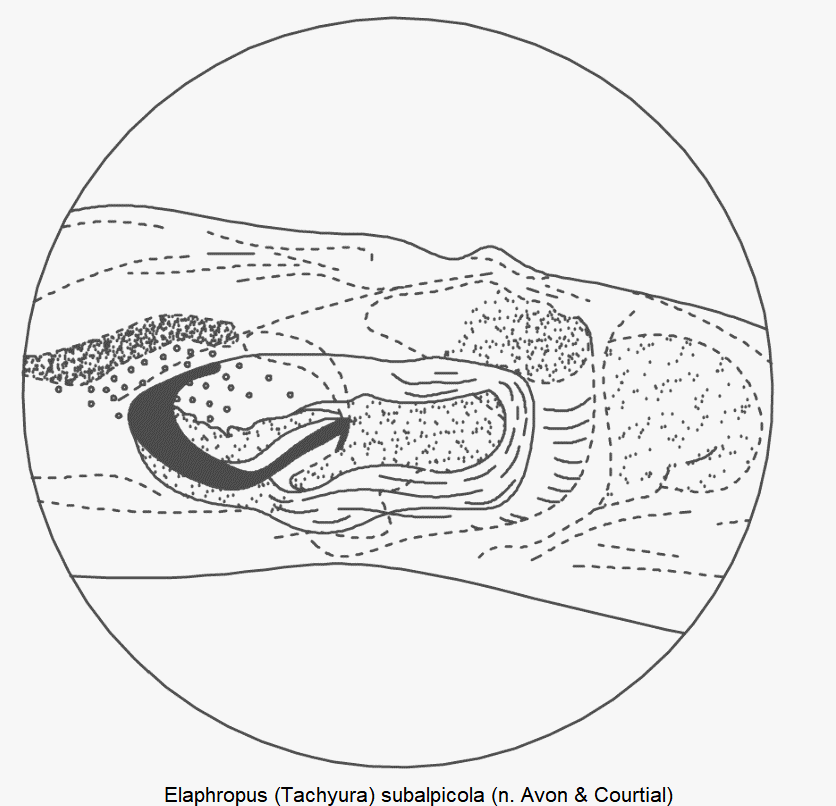 tachyura_subalpicola_pc.gif