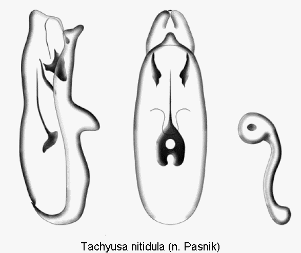 tachyusa_nitidula1.gif