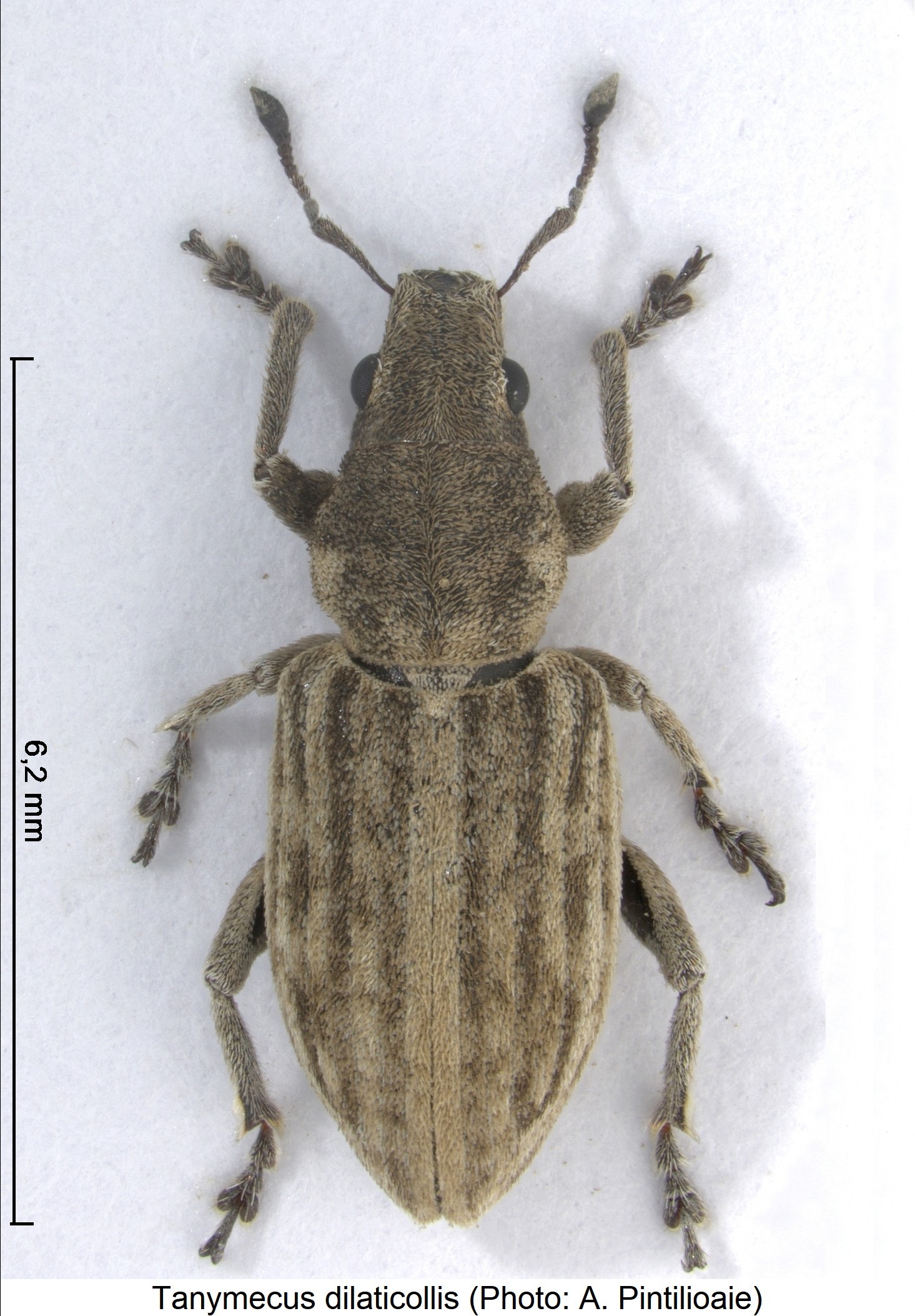 tanymecus_dilaticollis_hab.jpg