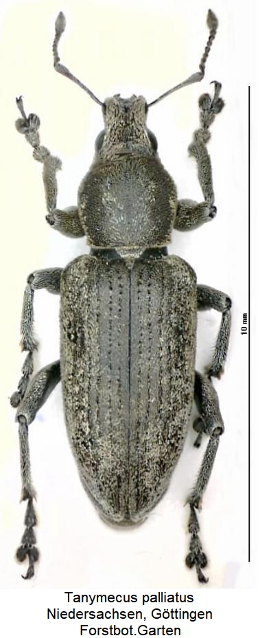 tanymecus_palliatus_hab.jpg