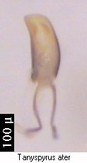 tanysphyrus_ater.jpg