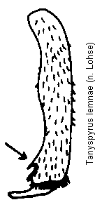 tanyspyrus_lemnae_vschn.gif
