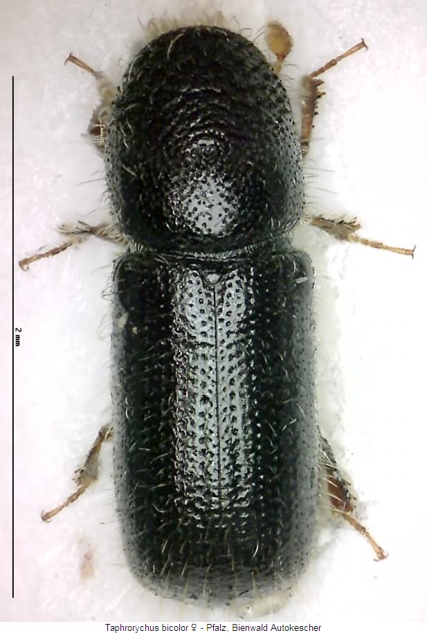 taphrorychus_bicolor_hab.jpg