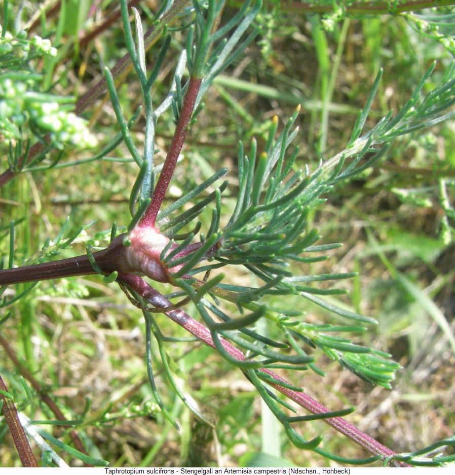 taphrotopium_sulcifrons_galle.jpg