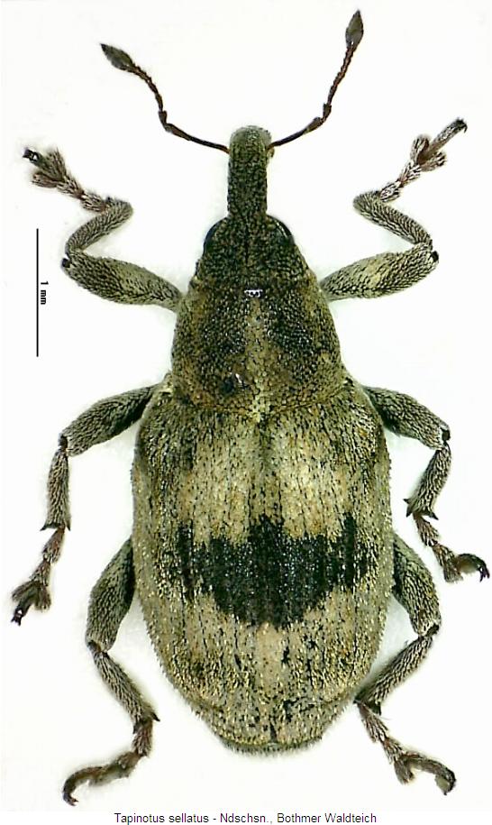 tapinotus_sellatus_hab.jpg