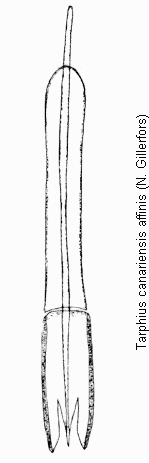 tarphius_affinis.gif