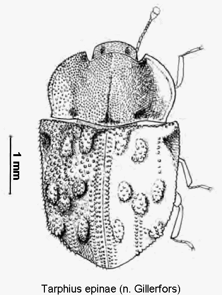 tarphius_epinae_hab.gif