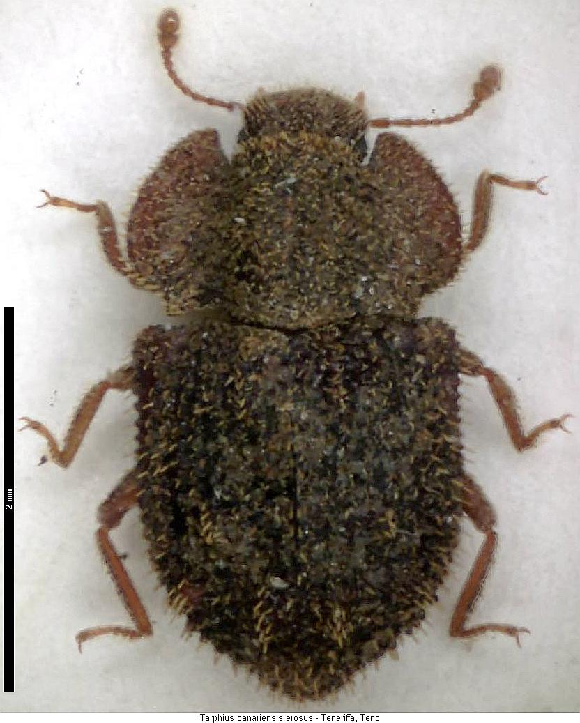 tarphius_erosus_hab.jpg