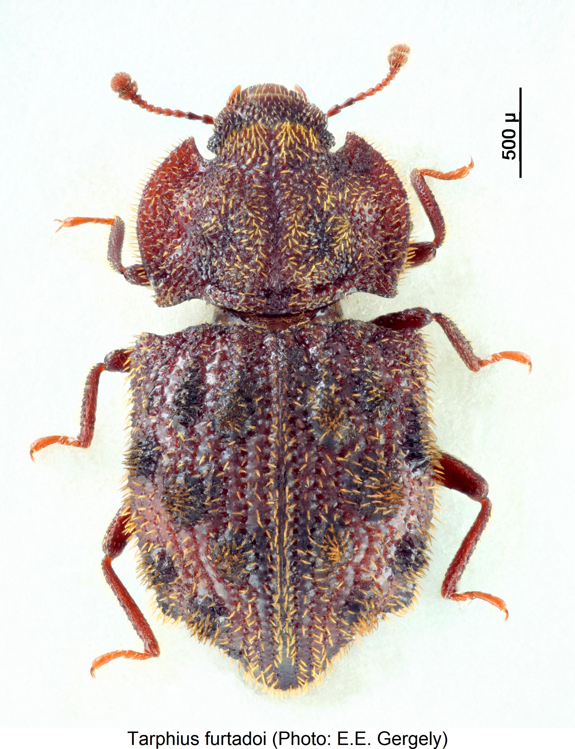 tarphius_furtadoi_hab.jpg