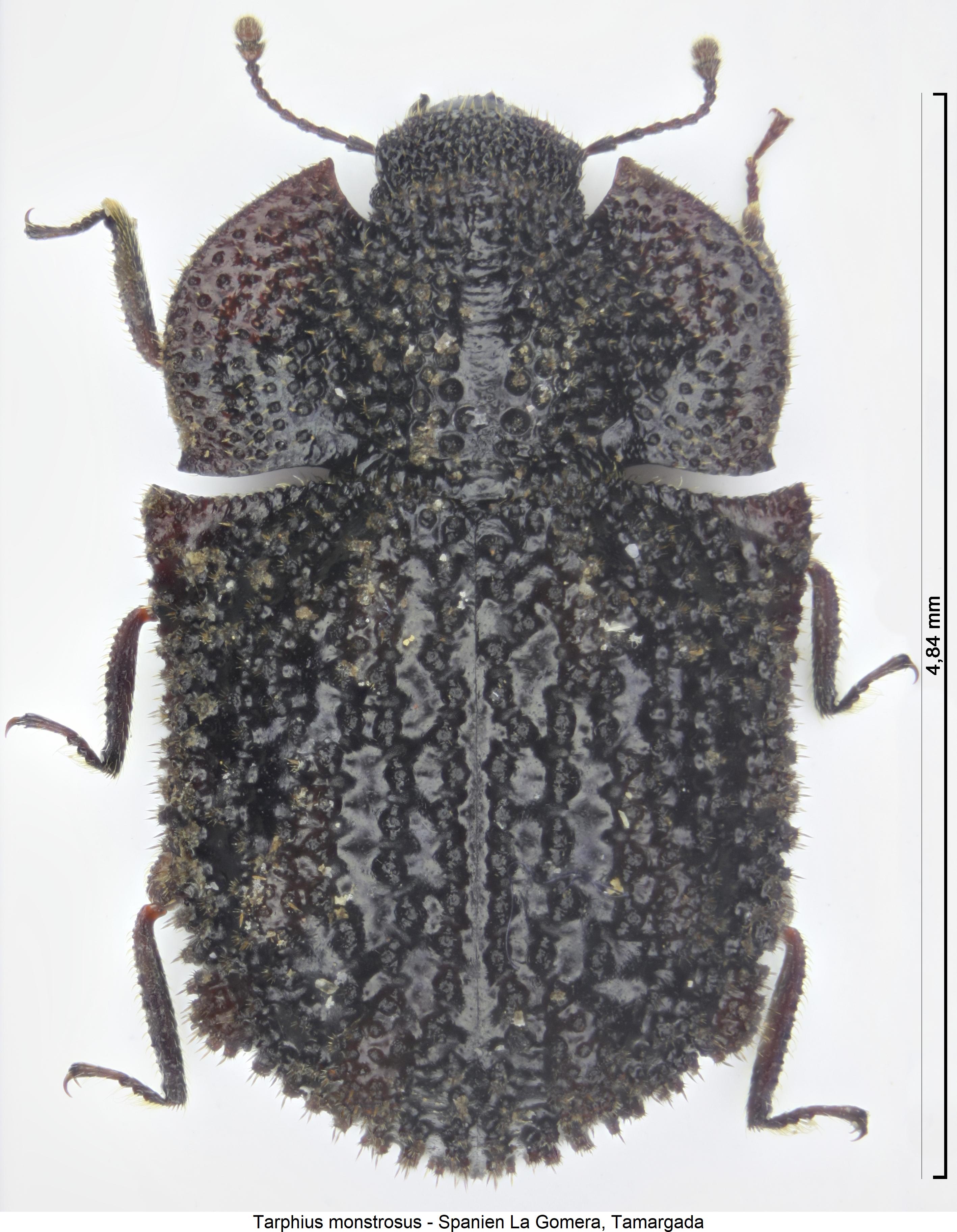 tarphius_monstrosus_hab.jpg