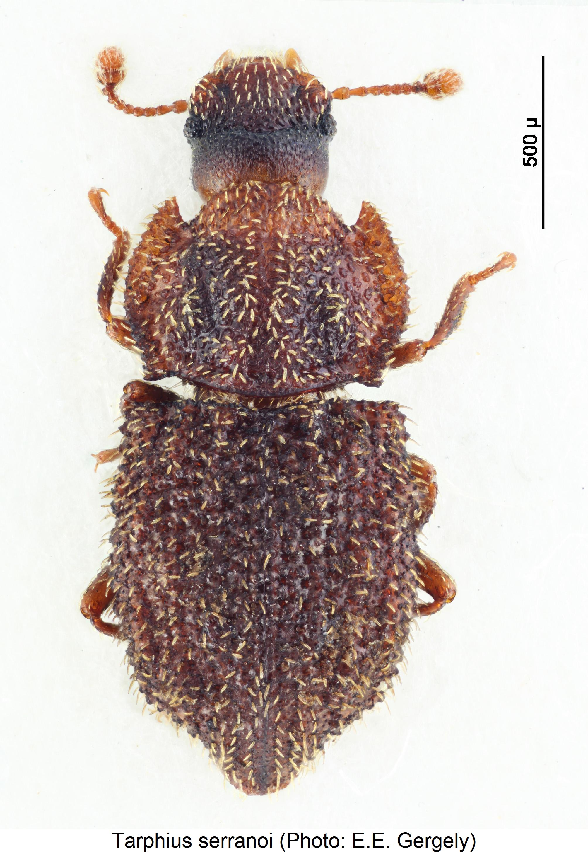 tarphius_serranoi_hab.jpg