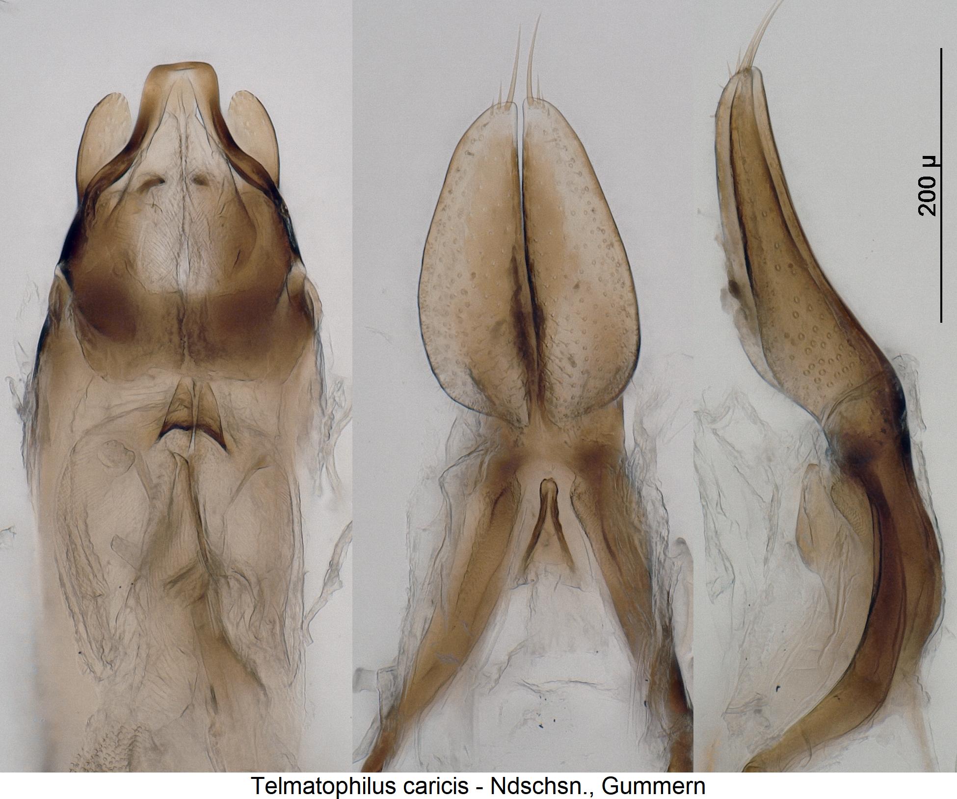 telmatophilus_caricis_pm.jpg