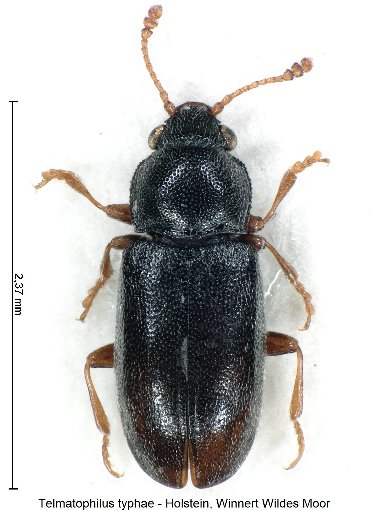 telmatophilus_typhae_hab1.jpg