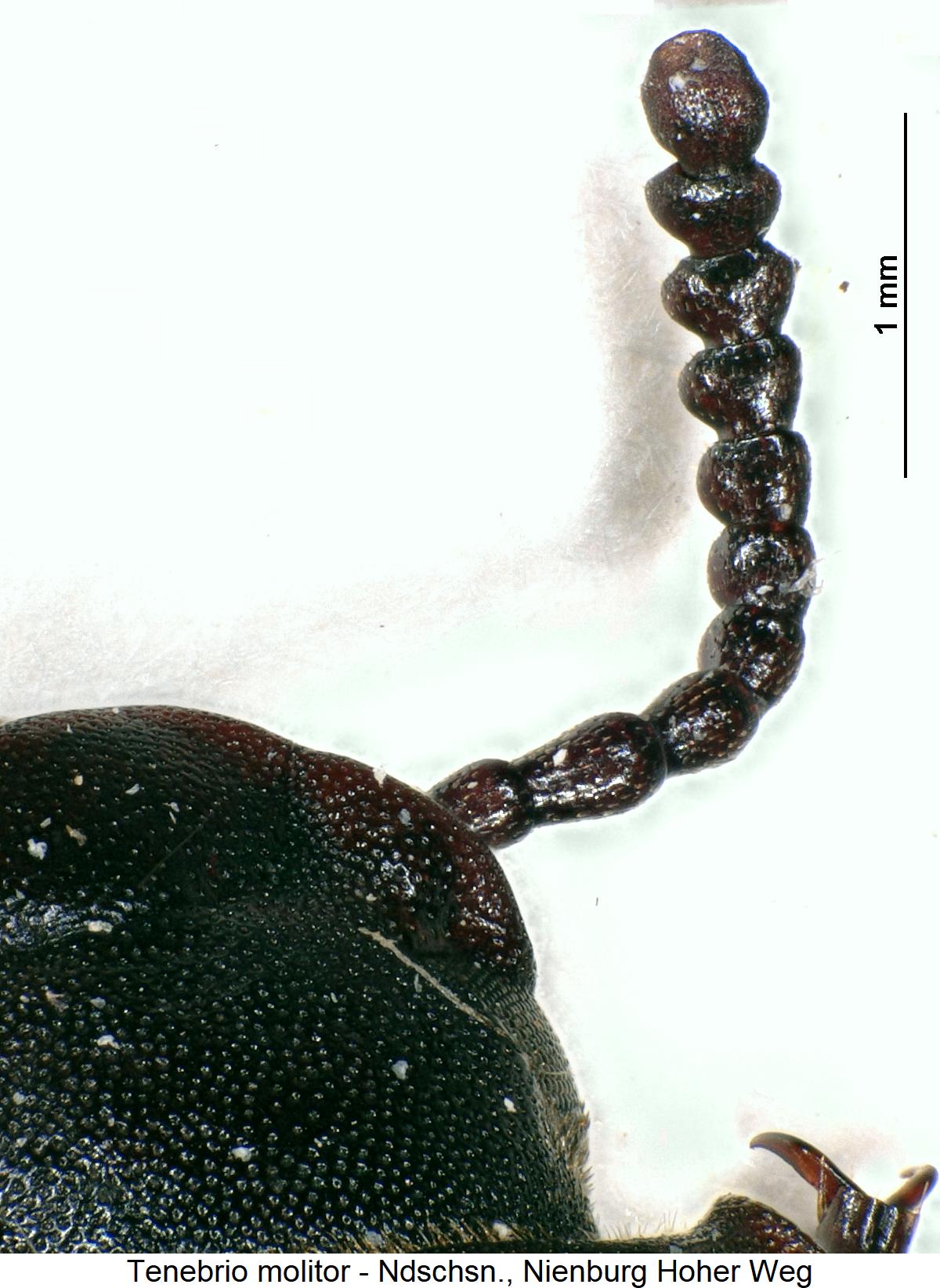 tenebrio_molitor_f.jpg