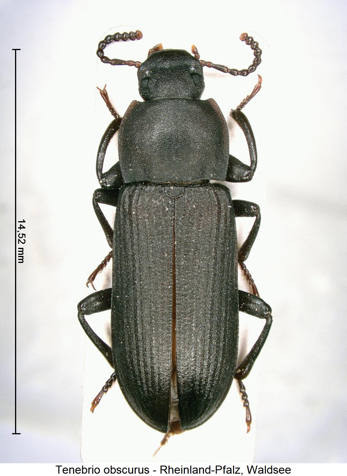 tenebrio_obscurus_hab1.jpg