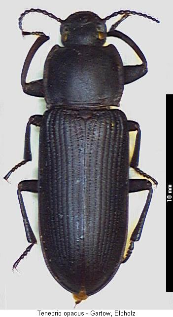 tenebrio_opacus_hab.jpg