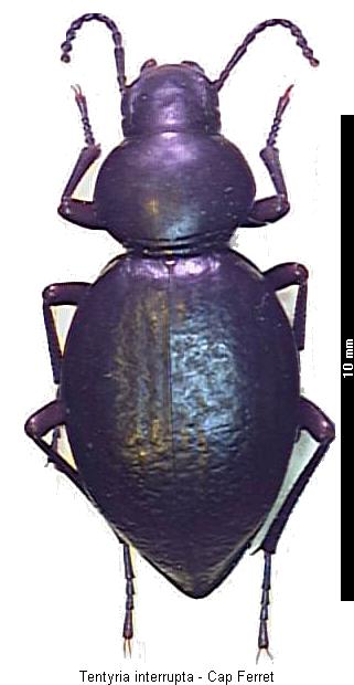 tentyria_interrupta_hab.jpg