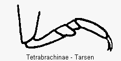 tetrabrachinae_tr.gif