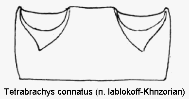 tetrabrachys_connatus_abd.gif