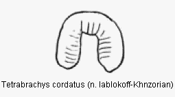 tetrabrachys_cordatus_sperm.gif
