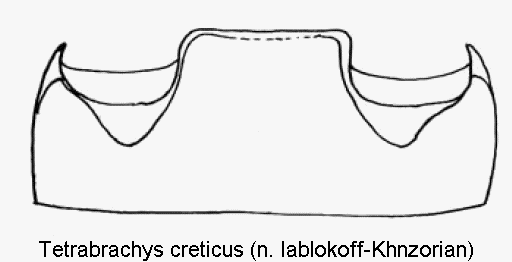 tetrabrachys_creticus_abd.gif