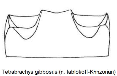 tetrabrachys_gibbosus_abd.jpg