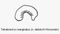 tetrabrachys_marginatus_sperm.gif