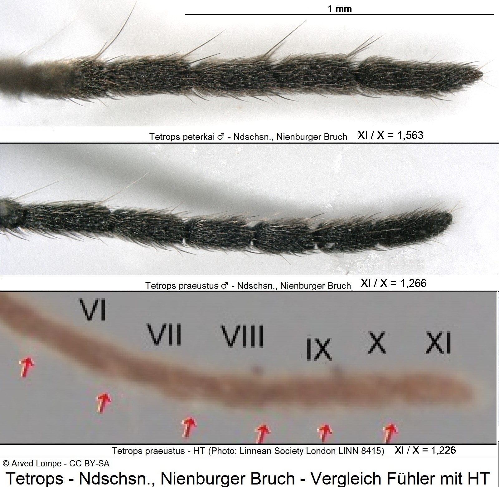 tetrops_f_vgl.jpg