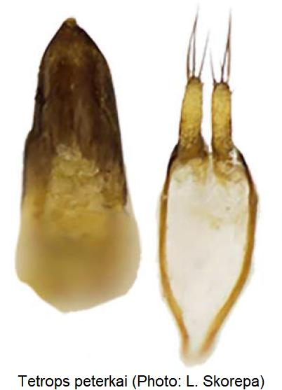 tetrops_peterkai-skorepa.jpg