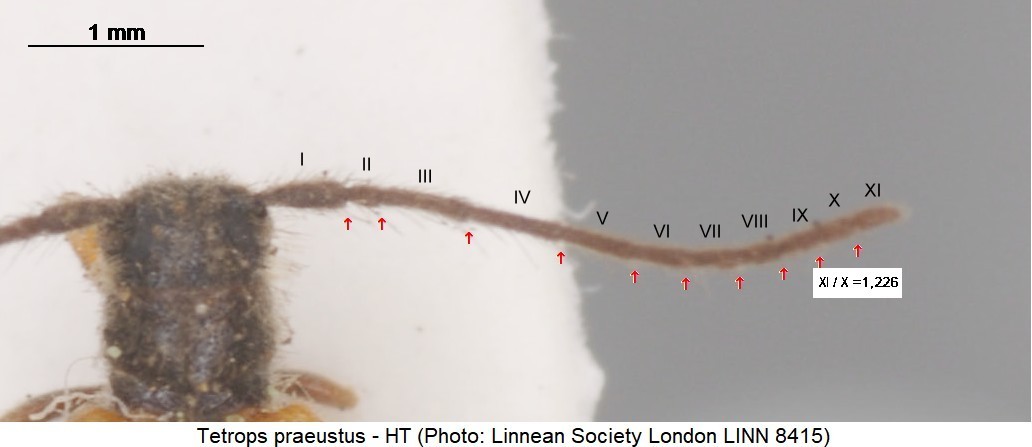 tetrops_praeustus_ht_f.jpg