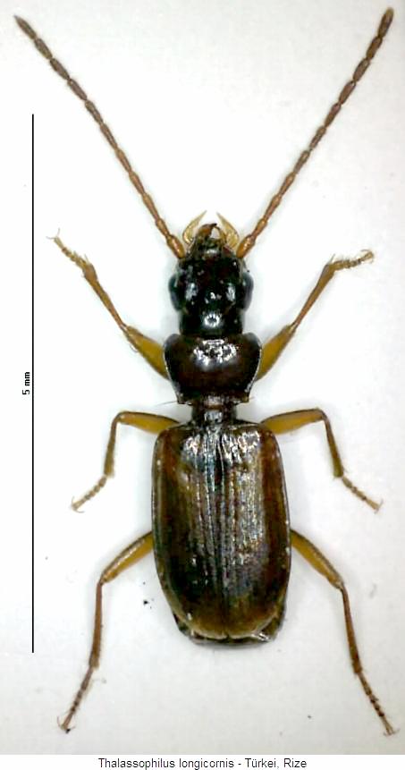 thalassophilus_longicornis_hab.jpg