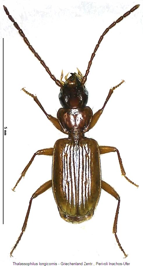 thalassophilus_longicornis_hab2.jpg