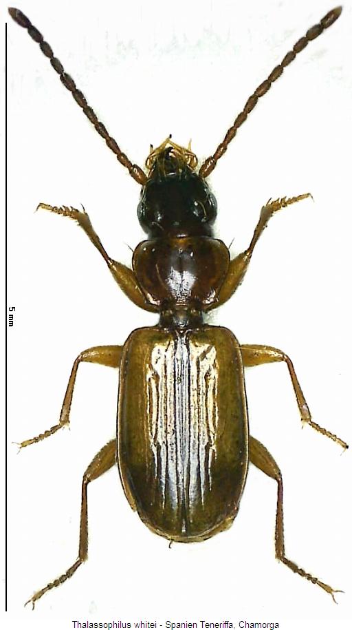 thalassophilus_whitei_hab.jpg