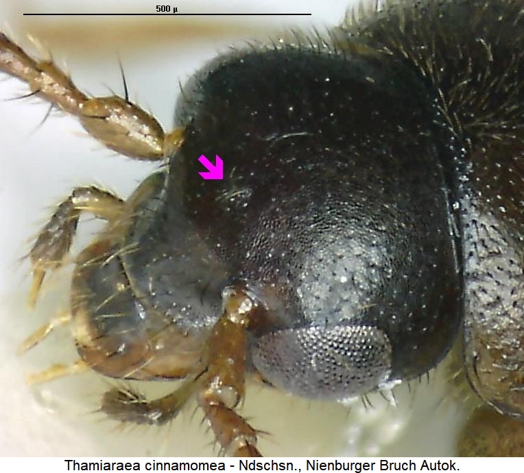 thamiaraea_cinnamomea_k.jpg