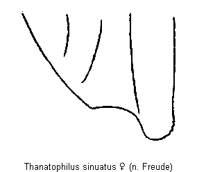 thanatophilus_sinuatus_fld.gif